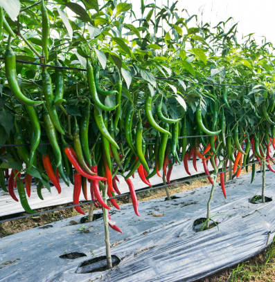 chilli farm
