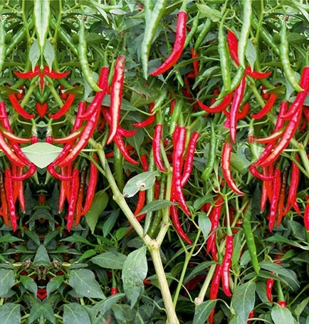 chilli